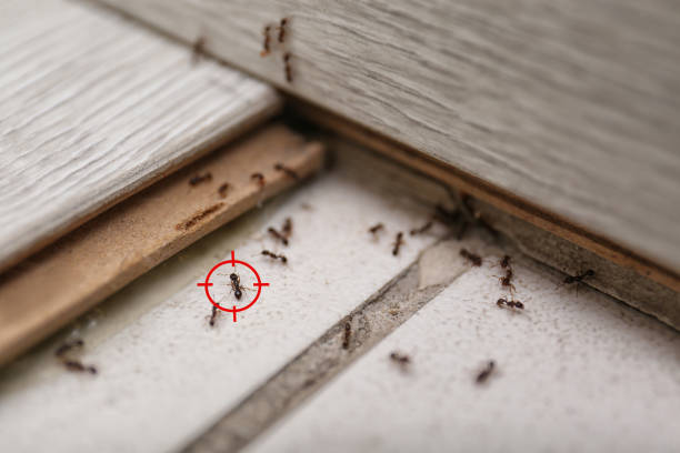 Best Best Pest Control Companies  in Bonneau Beach, SC