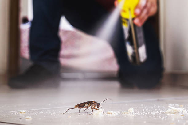 Best Mosquito Control Services  in Bonneau Beach, SC